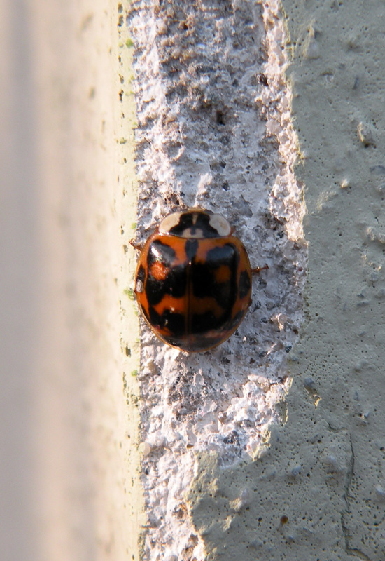 Problemi con le coccinelle